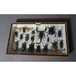 Taxidermy, a modern framed collection of beetles and insects, 35cm wide x 20cm high.