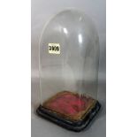 A 19th century glass square based dome, on ebonised stand, 30cm high x 16cm wide.
