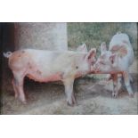 Edna Bizon (British b.1929), Young pigs, oil on canvas, signed, 18cm x 23.5cm.