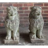 A pair of reconstituted stone figures of sejent lions, on square bases, 54cm high.