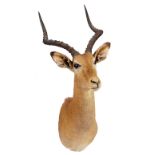 Taxidermy: a stuffed and mounted deer head and antlers, late 20th century, 84cm high.
