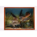 Taxidermy: a pair of merlin, displayed in a naturalistic landscape,