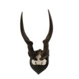 Taxidermy: a pair of shield mounted eland horns, 68cm high.