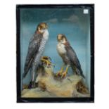 Taxidermy: a pair of red headed merlin, displayed in a naturalistic landscape,