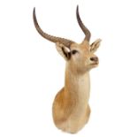 Taxidermy: a stuffed and mounted deer head and antlers, late 20th century, 98cm high.