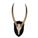 Taxidermy: a pair of shield mounted gazelle horns, 85cm high.