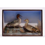 Taxidermy: a pair of teal, displayed in a naturalistic landscape,