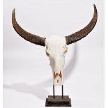 Taxidermy: a pair of cow horns, on a stepped square ebonised plinth, 90cm high x 81cm wide.
