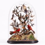 Taxidermy: a group of twenty five hummingbirds and two red tanagers,
