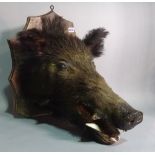 An early 20th century mounted boar's head on oak shield, 53cm tall x 44cm wide.