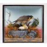 Taxidermy: a peregrine falcon on a teal, displayed in a naturalisitc landscape,