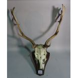 A set of mounted deer antlers with shield back plaque, 56cm wide x 39cm tall.