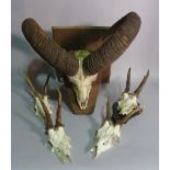 A mountian goat skull mounted on a plaque with horns,