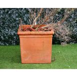 A set of three large terracotta square planters, planted with with rowan and tree-mallow,