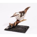 Taxidermy: a laughing kookaburra, displayed on a branch,