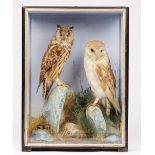 Taxidermy: a barn owl and a long eared owl, in a naturalistic landscape, contained in a glazed case,