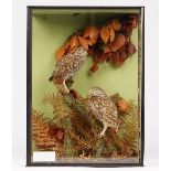 Taxidermy: a pair of little owls, displayed in a naturalisitc landscape, by S.