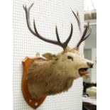 Taxidermy; a red deer stag's head mounted on an oak shield, detailed 'H.B.S 1933', 101cm high.