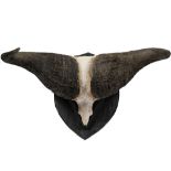 Taxidermy: a shield mounted pair of water buffalo horns, 100cm wide.