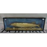 Taxidermy, an early 20th century stuffed pike in glazed case, 101cm wide x 35cm tall.