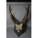 Taxidermy, a modern set of mounted deer antlers, 20cm wide x 70cm high.