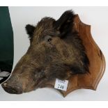 A large wild boar head mounted on a wooden shield shaped plaque (plaque 73cm tall),