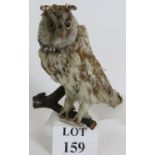 A taxidermy short eared owl posed on a branch, height 34cm.