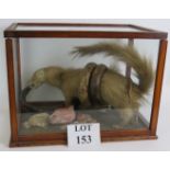 A taxidermy diorama of a mongoose and cobra doing battle in a glazed wooden case, width 47cm,