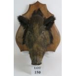 A large taxidermy French wild boar's head mounted on an oak shield and bearing the label of Paris