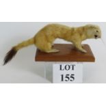 A snarling taxidermy polecat mounted on a hardwood base, length 35cm. Condition report: No issues.