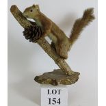 A taxidermy red squirrel posed on a branch holding a pine cone. Height: 30cm.