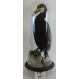 A stunning taxidermy cormorant under a period glass dome, posed on a rock with seashells.