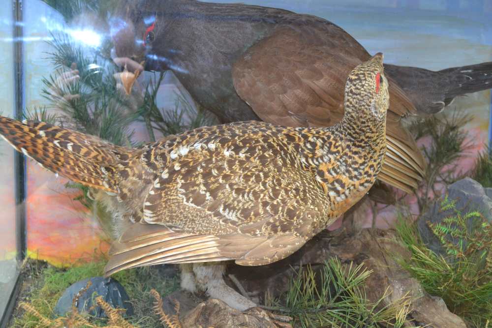 CAPERCAILLIE - a pair of early 20th century taxidermy specimens, modelled in a rocky naturalistic - Image 4 of 5