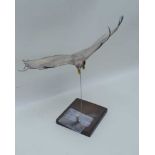 G.M. HENRY (British 20th century) A WIRE FRAMED & PAPIER MACHE GOLDEN EAGLE, modelled in flight,