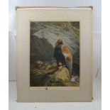 AFTER ARCHIBALD THORBURN "Birds of Prey", colour print, signed in pencil, 46cm x 34cm, mounted, gilt
