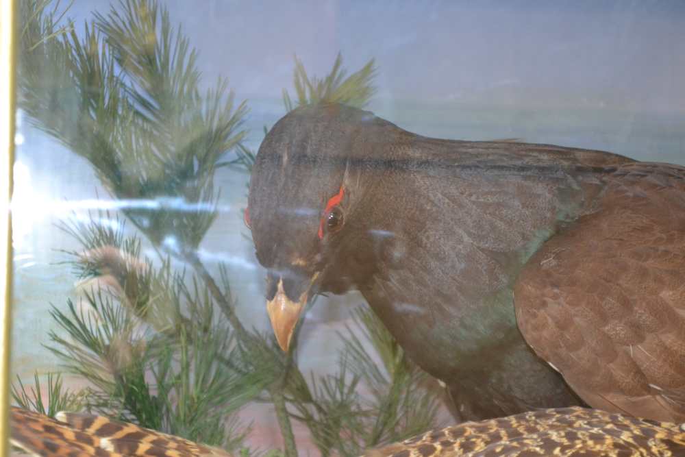 CAPERCAILLIE - a pair of early 20th century taxidermy specimens, modelled in a rocky naturalistic - Image 3 of 5