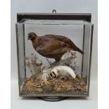 SCOTTISH RED GROUSE standing on a sheep skull, displayed in wall mounting picture frame case