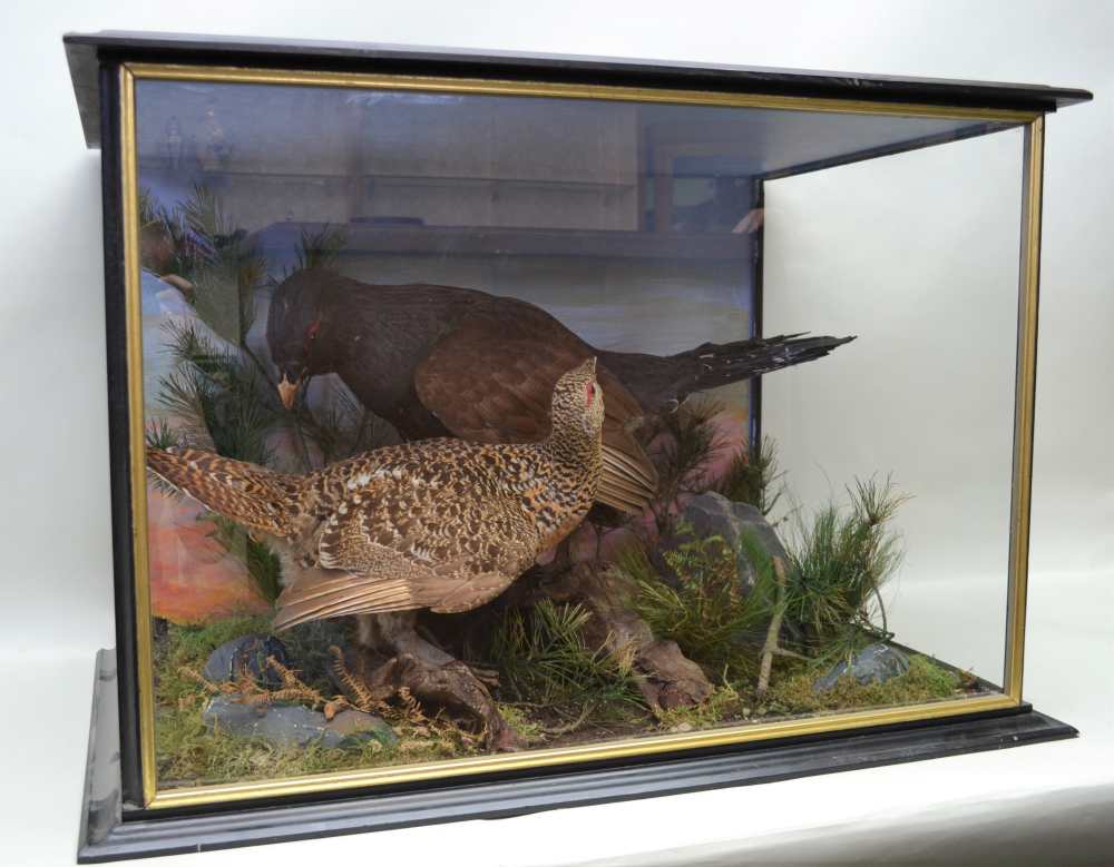 CAPERCAILLIE - a pair of early 20th century taxidermy specimens, modelled in a rocky naturalistic