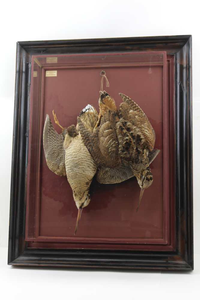 DAVID L KENINGALE, TAXIDERMIST, WARWICKSHIRE; Hanging game. A brace of Woodcock, artistically