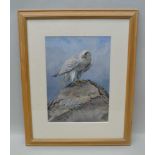 GEORGE EDWARD LODGE "Greenland Falcon". Watercolour, signed, 36cm x 26cm in glazed pine frame (back