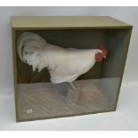 DAVID L KENINGALE, TAXIDERMIST, WARWICKSHIRE; A well modelled pure white Cockerel, set in glass