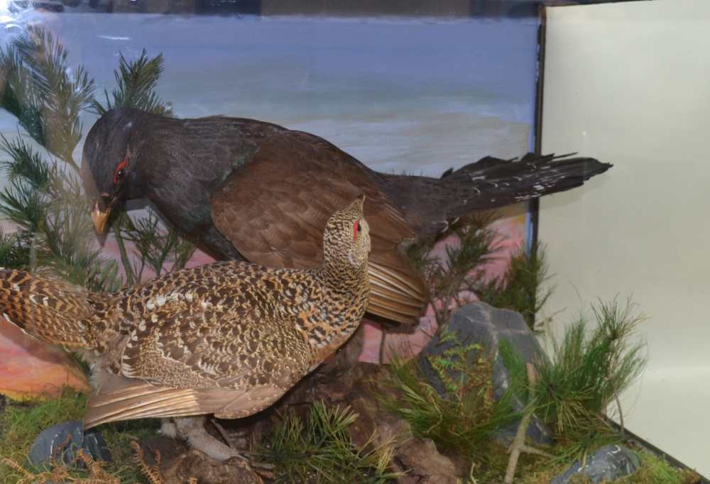 CAPERCAILLIE - a pair of early 20th century taxidermy specimens, modelled in a rocky naturalistic - Image 2 of 5