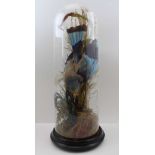 A LATE 19TH CENTURY TAXIDERMY SPECIMEN OF AN EXOTIC BIRD, blue and grey plumage, mounted