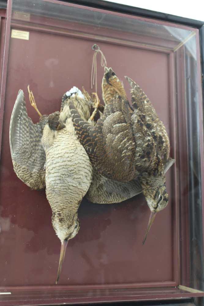 DAVID L KENINGALE, TAXIDERMIST, WARWICKSHIRE; Hanging game. A brace of Woodcock, artistically - Image 2 of 4