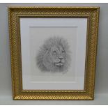 STEVE MACHIN "Lion", a pencil sketch of a lion, 44cm x 36cm, in decorative plain double mount and