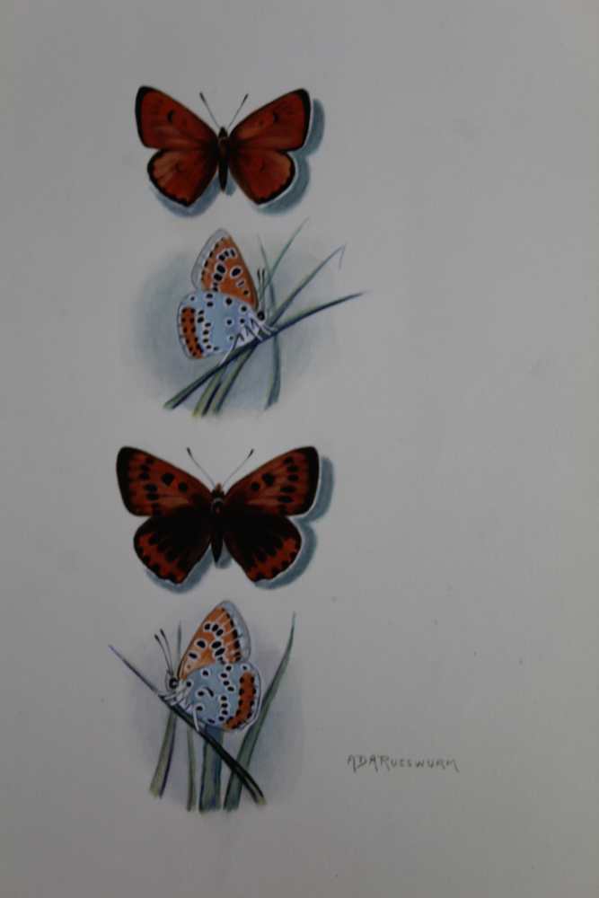 DAVID L KENINGALE A rare original Watercolour plate illustrating the LARGE COPPER (Lycaena dispar - Image 4 of 4