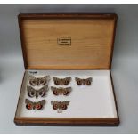 DAVID L KENINGALE An early polished entomological case with brass fittings, collection of