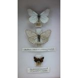 DAVID L. KENINGALE THE BLACK VEINED WHITE (A.crataegi) English specimens, MALE East Kent, June 1921,