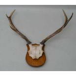 A SET OF EIGHT POINT ANTLERS and part skull, mounted on an oak shield