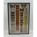 A COLLECTION OF SELECTED SPECIALIST BUTTERFLIES. Ex. Coll. D.L. Keningale to include; SWALLOW-